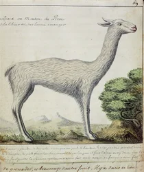 Ovelhas do Peru (Lama ou Alpaca) (wc no papel)