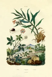 Besouro de aranha brilhante, 1833-39