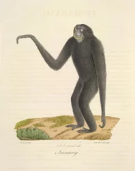 Siamang, de Natural History of Mammals (cor litho)