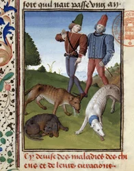 Cães de caça doentes - no "Livro de caça de Gaston Phoebus, Conde de Foix, Senhor de Béarn".