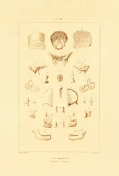Esqueleto, 1833-39