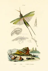 Gafanhoto de cara inclinada, 1833-39