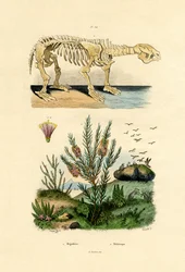 Preguiça, 1833-39