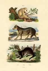 Macaco Preguiça, 1833-39