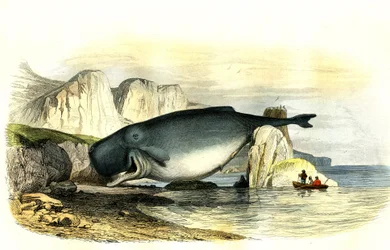 Cachalote (Physeter macrocephalus) - Placa extraída de Histoire Naturelle de Bernard Germain de Lacepede (1856-1925), edição P.Furme, Paris