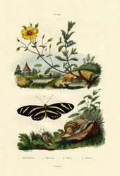 Sunrose, 1833-39
