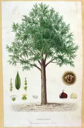 Castanheiro doce
