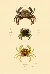 Caranguejos nadadores