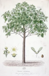 Bordo Sycamore