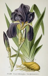 A flor da íris alemã