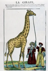 A Girafa - Imagem da Epinal