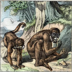 O macaco e a porca. Fábula de Jean-Pierre-Claris (Jean Pierre Claris) de Florian (1755-1794) romancista, poeta e fabulista francês. Ilustração do final do século XIX.