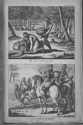 Os mouros recolhem gomas e transportam as gomas para o Senegal, ilustração de «Uma viagem ao Senegal...»