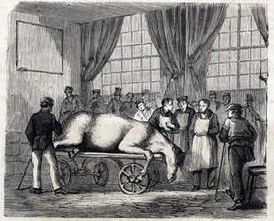 A Escola Nacional de Veterinária de Alfort - As grandes escolas de França - Escola Veterinária de Maisons-Alfort em 1866 - a sala de operações - gravura em «Le Monde illustré» de 1866