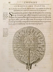 A estrutura do cérebro, de De Homine Figuris, de René Descartes (1596-1650), publicada em Haia, 1662