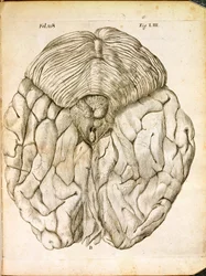 A estrutura do cérebro, de De Homine Figuris, de René Descartes (1596-1650), publicada em Haia, 1662