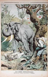 O fim trágico de uma caça ao elefante na Índia, ilustração do Le Petit Journal, 25 de novembro de 1906