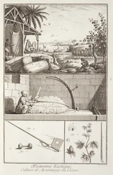O cultivo de algodão, da enciclopédia de Denis Diderot (1713-84), gravado por A. Provost (fl.1834-55), c.1760