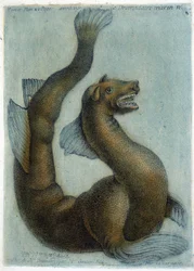 O camelo marinho. Ilustração de M. Toussaint (1756) em "Observações periódicas sobre o físico, a história da natureza e as artes".