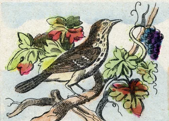 Thrush. Gravação em "Buffon Alphabet des Oiseaux n 1". 3ª Série N 1. Imaging of Epinal, Epinal, final do século XIX. 16 páginas. Dim: 28x21cm