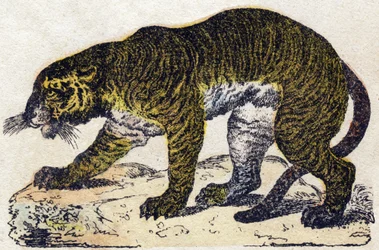 Tigre. Gravura no "Alfabeto dos animaux sauvages". 9ª Série. Imagem de Epinal, Pellerin, impressora-editora, cerca de 1870. Gravura em madeira, stencilled. 16 páginas. Dimensões: 20 x 15 cm. Coleção Particular