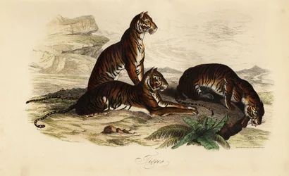 Tigre, Panthera tigris