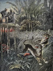 Caça ao tigre nas selvas na Índia: os pára-lamas estão atrás da rede e os caçadores estão em segurança no miradouro. Gravação em "Le Pelerin", no dia 02/05/1899. Selva Coll.