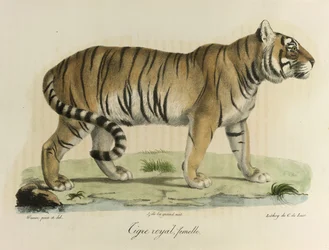 Tigre real, fêmea. Um tigre real feminino, da Histoire Naturelle des Mammifères (cor litho)
