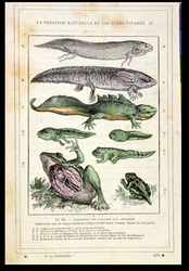 Transição de Peixes em Anfíbios, de um livro do Dr. Rengade, c.1880