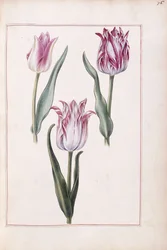 Tulipas, século 18