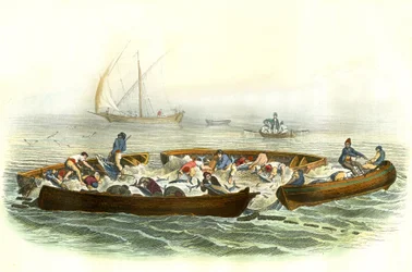 Pesca do atum ou magrague - Prato extraído de Histoire Naturelle de Bernard Germain de Lacepede (1856-1925), edição P.Furme, Paris