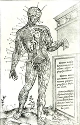 Sistema vascular de acordo com Charles Etienne, da dissecção de partes do corpo humano, três livros, 1545 (impressão pc)