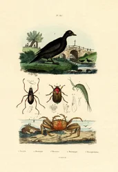 Pato-preto-aveludado, 1833-39