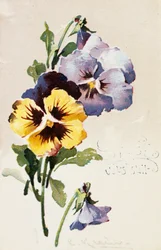 Postal francês vintage com decorações florais