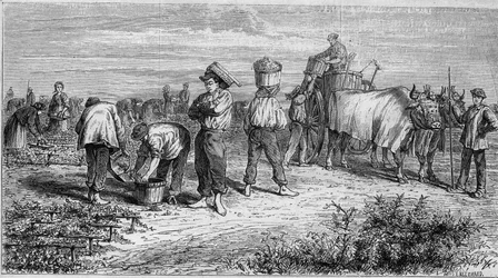 Viticultura em Medoc: colheita de uvas durante a vindima. Gravura em "Le Monde Illustré" n°561 de 11 de Janeiro de 1868.