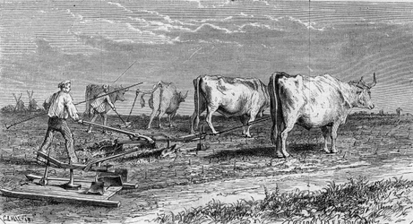 Viticultura em Medoc: lavrar as vinhas graças a um arado puxado por bois. Gravura em "Le Monde Illustré" n°561 de 11 de Janeiro de 1868.