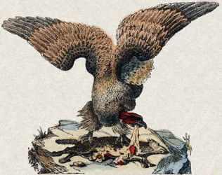 Abutre. Gravura em "Alfabeto dos animais sauvages". 9ª Série. Imagem de Epinal, Pellerin, impressora-editora, cerca de 1870. Gravura em madeira, stencilled. 16 páginas. Dimensões: 20 x 15 cm. Coleção Particular