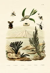 Vespa, 1833-39
