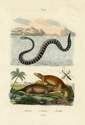Rato d&39;Água, 1833-39