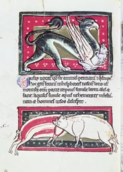 Javali e Griffon, em miniatura da Saltykowchsh Edrin Bestiary