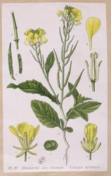Mostarda Selvagem (Sinapis Arvensis)
