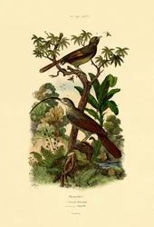 Arvoredo, 1833-39