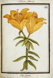 Lírio amarelo, c.1700