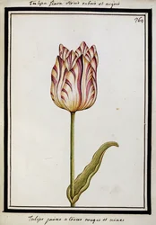 Tulipa amarela com listras vermelhas e pretas, c.1700