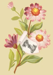 Z: Zinnia - falsos flocos