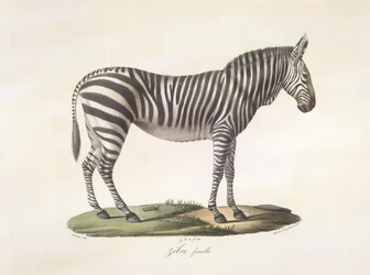 Zebra fêmea. Zebra fêmea, da Histoire Naturelle des Mammifères (cor litho)