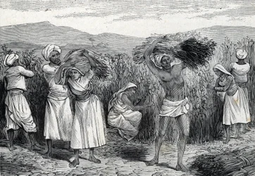 colheita de salsaparrilha ou salsaparrilha comum ou colheita de algas ásperas no Peru (gravura) 1888