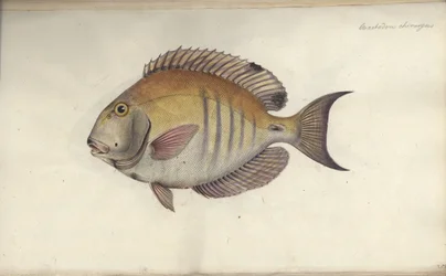 Chaetodon chirurgus, antes de 1787