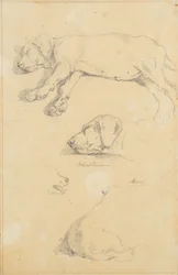 Estudos caninos: Waldmann e Ami