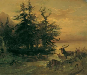 Cervos chafurdando na margem de um lago de montanha